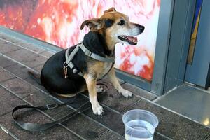 A dog on a walk in a city park. photo