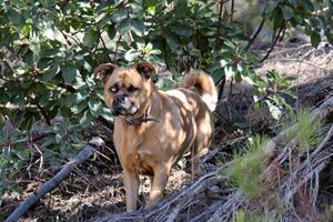 un perro en un caminar en un ciudad parque. foto