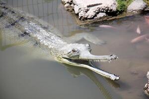 A crocodile lives in a nursery in northern Israel. photo