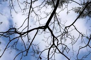 Branch of a tall tree against a background of blue sky. photo