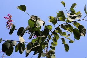 Branch of a tall tree against a background of blue sky. photo