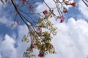 rama de un alto árbol en contra un antecedentes de azul cielo. foto