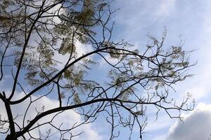 Branch of a tall tree against a background of blue sky. photo