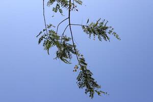 Branch of a tall tree against a background of blue sky. photo