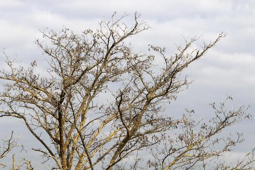 rama de un alto árbol en contra un antecedentes de azul cielo. foto