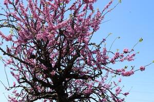 Branch of a tall tree against a background of blue sky. photo