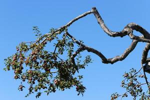 Branch of a tall tree against a background of blue sky. photo