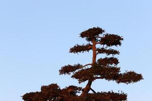 Branch of a tall tree against a background of blue sky. photo