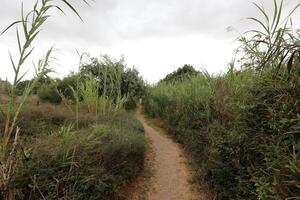 Ein Afek Nature Reserve in northern Israel. Wetland with an abundance of animals and accessible trails photo