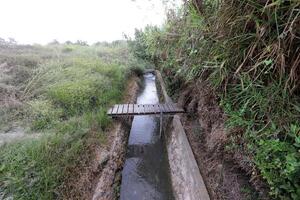 ein afek naturaleza reserva en del Norte Israel. humedal con un abundancia de animales y accesible caminos foto