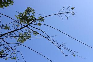 Branch of a tall tree against a background of blue sky. photo