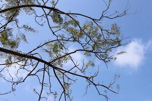 Branch of a tall tree against a background of blue sky. photo