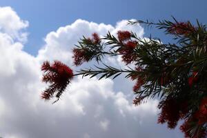 Branch of a tall tree against a background of blue sky. photo