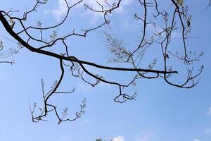 Branch of a tall tree against a background of blue sky. photo