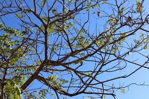 Branch of a tall tree against a background of blue sky. photo