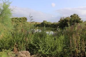 Ein Afek Nature Reserve in northern Israel. Wetland with an abundance of animals and accessible trails photo