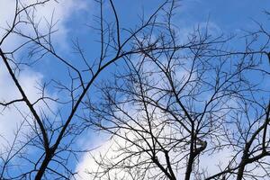 Branch of a tall tree against a background of blue sky. photo