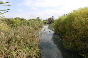 Ein Afek Nature Reserve in northern Israel. Wetland with an abundance of animals and accessible trails photo