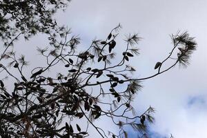 Branch of a tall tree against a background of blue sky. photo