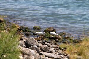 Lake Kinneret. The lake's coastline is the lowest landmass on Earth photo