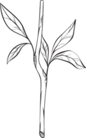 rustiek blad ornament bloemen png