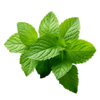 Greenery Close Up Fresh Basil Leaf Detail png