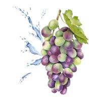 A bunch of red grapes, leaf and splashes water, drops. Grapevine. Isolated watercolor illustration For the design of labels of wine, grape juice and cosmetics, cards vector