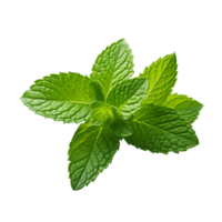 Herbaceous Delight Vibrant Green Basil Leaf png