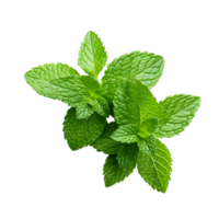 Freshness Unveiled Close Up of Green Basil Leaf png