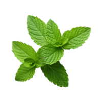 Emerald Herb Basil Leaf in Rich Green png