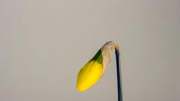amarillo narciso narciso brote florecer floración foto