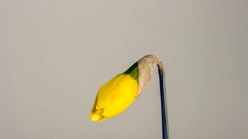 yellow narcissus daffodil bud blossom bloom photo