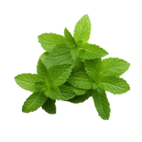 Basil Botany Close Up of Vibrant Green Leaf png