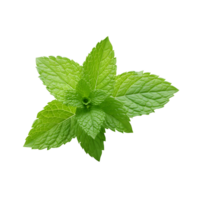 vert basilic essence vibrant feuille macro png