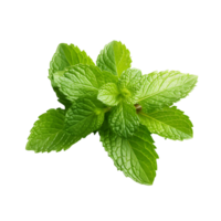basilika botanisk grön blad av färsk basilika png