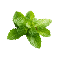 Basil Botanical Green Leaf of Fresh Basil png