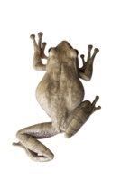 forêt grenouille transparent Contexte png