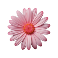 Pink cosmos flower isolated on transparent background png