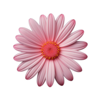 rosado cosmos flor aislado en transparente antecedentes png