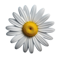 blanco cosmos flor aislado en transparente antecedentes png