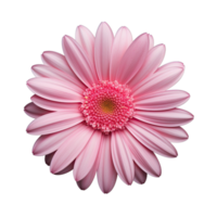 rosado cosmos flor aislado en transparente antecedentes png