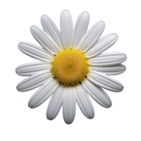 White cosmos flower isolated on transparent background png