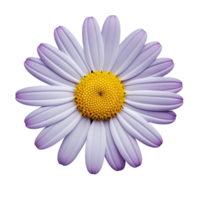 White cosmos flower isolated on transparent background png