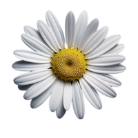 White cosmos flower isolated on transparent background png