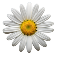 White cosmos flower isolated on transparent background png