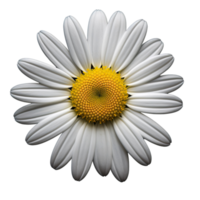 White cosmos flower isolated on transparent background png