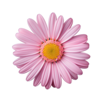 Pink cosmos flower isolated on transparent background png