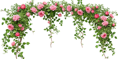 Tropical liana branches, flower and tropical leaves on transparent background, tropical vine hanging ivy plant png