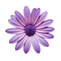 Purple cosmos flower isolated on transparent background png