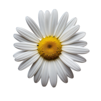 White cosmos flower isolated on transparent background png